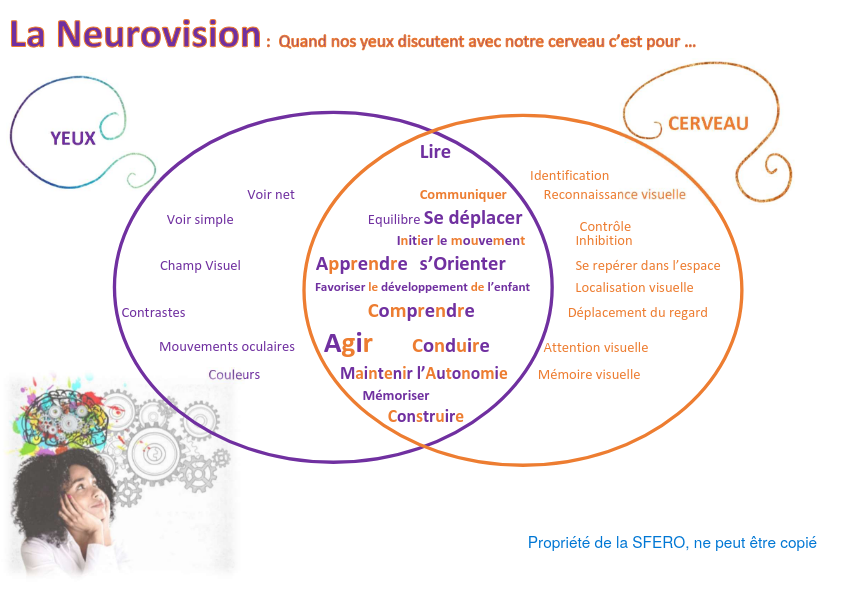 Schéma de la neurovision : lien yeux et cerveau
